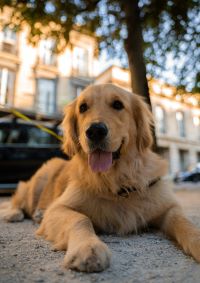 Golden Retriever- Contagious Excitement